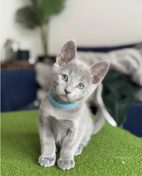 Gattino blu di Russia adozione disponibile | Foto 0