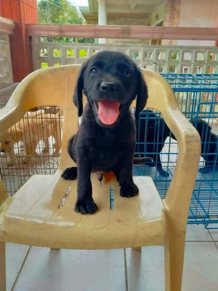 Cuccioli di Labrador Retriever – Il Compagno Perfetto! | Foto 1