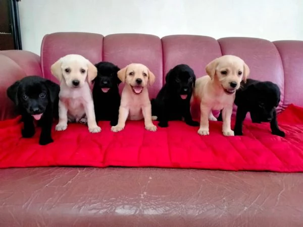 Cuccioli di Labrador Retriever – Il Compagno Perfetto!