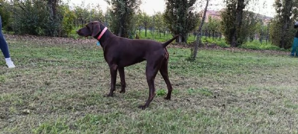 VENDITA CUCCIOLI BRACCO TEDESCO (KURZHAAR) | Foto 1