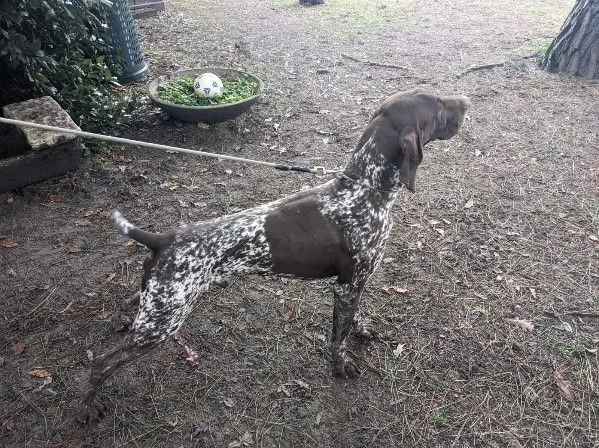 VENDITA CUCCIOLI BRACCO TEDESCO (KURZHAAR) | Foto 0