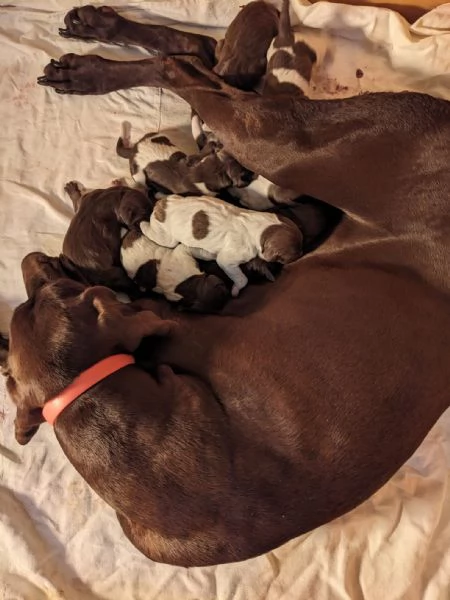 VENDITA CUCCIOLI BRACCO TEDESCO (KURZHAAR)