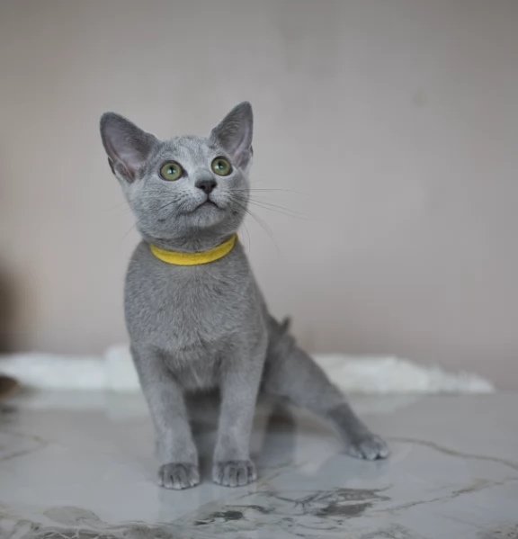 Rari gattini Blu di Russia puri | Foto 0