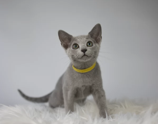 Rari gattini Blu di Russia puri