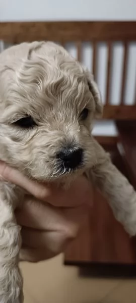 Barboncini toy | Foto 6