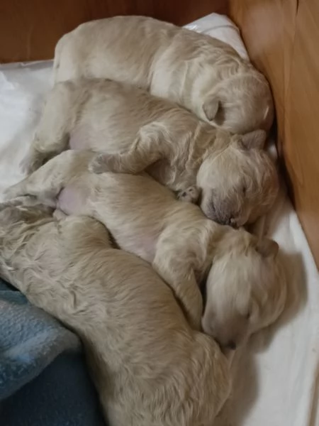 Barboncini toy | Foto 5