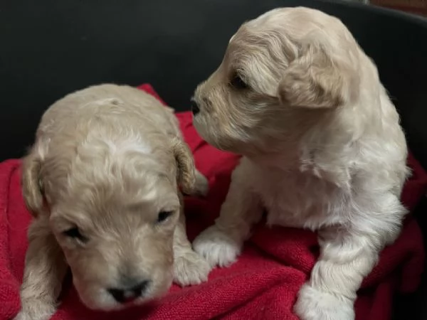 Barboncini toy | Foto 4