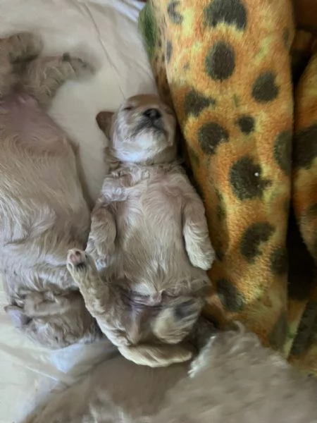 Barboncini toy | Foto 3