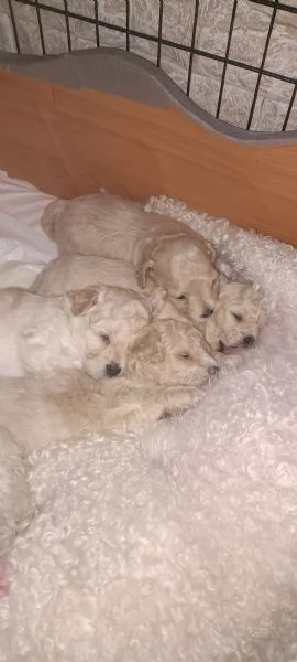 Barboncini toy | Foto 2