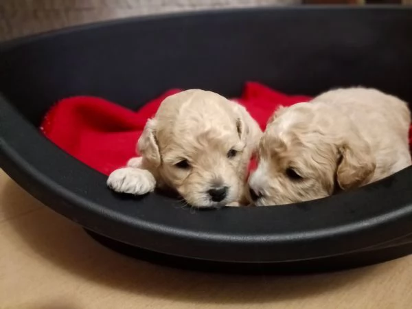 Barboncini toy | Foto 1