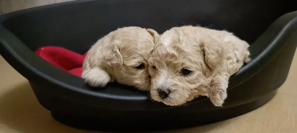 Barboncini toy | Foto 0