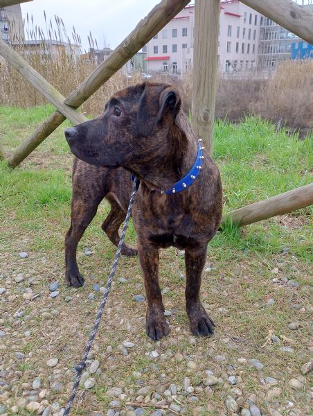 Cucciolo cane corso  | Foto 0