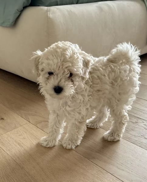 Vendo cucciolo BARBONCINO NANO MASCHIO