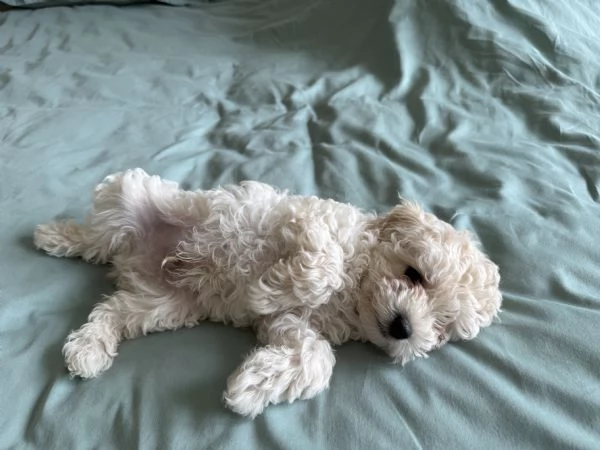 Vendo cucciolo BARBONCINO NANO MASCHIO | Foto 3