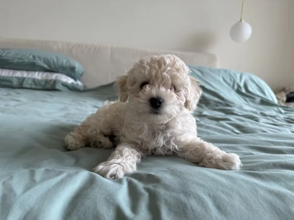 Vendo cucciolo BARBONCINO NANO MASCHIO | Foto 2