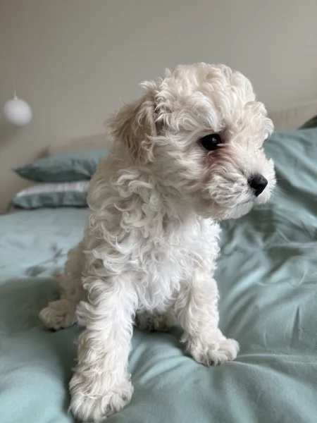 Vendo cucciolo BARBONCINO NANO MASCHIO | Foto 1