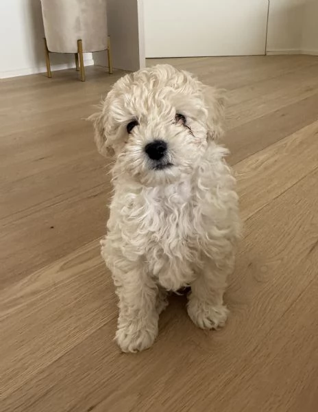 Vendo cucciolo BARBONCINO NANO MASCHIO | Foto 0