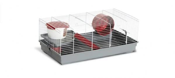 Vendo 2 porcellini maschi di 3 mesi con gabbia 60x40 accessori e fieno. Trasportino. 