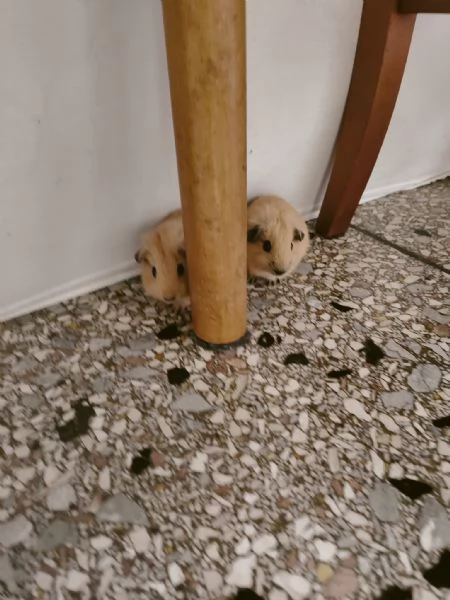 Vendo 2 porcellini maschi di 3 mesi con gabbia 60x40 accessori e fieno. Trasportino.  | Foto 0