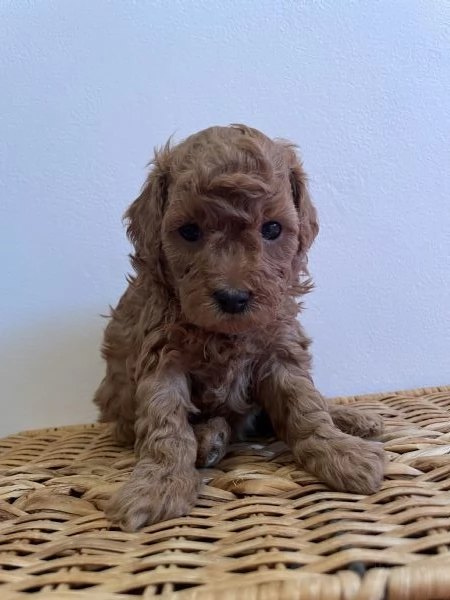 3 cuccioli di barboncino cercano casa