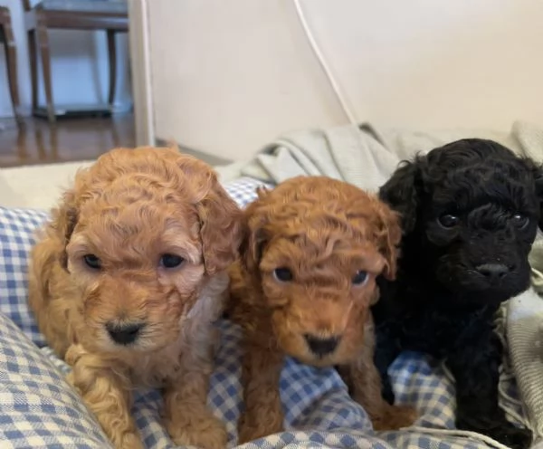 3 cuccioli di barboncino cercano casa | Foto 2