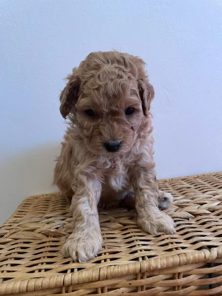 3 cuccioli di barboncino cercano casa | Foto 0