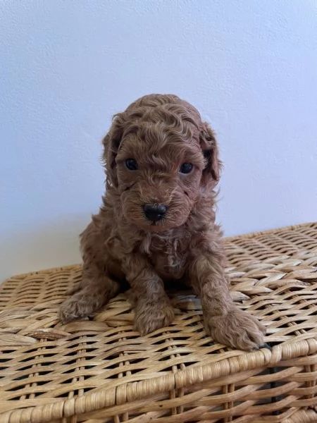 Cuccioli di barboncino nano/toy | Foto 3