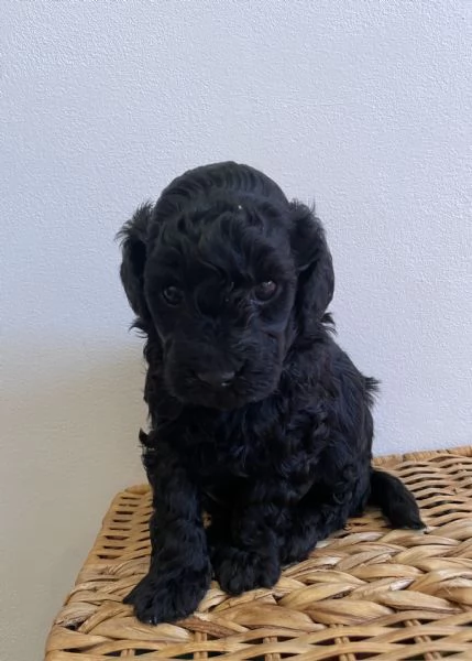 Cuccioli di barboncino nano/toy | Foto 1