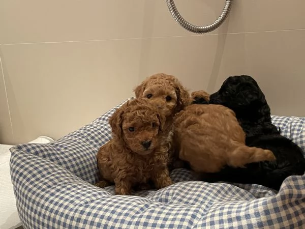 Cuccioli di barboncino nano/toy | Foto 0