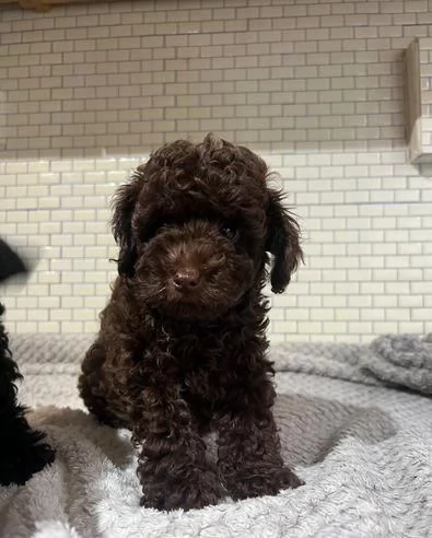 regala cuccioli di barboncino maschi e femmine | Foto 0