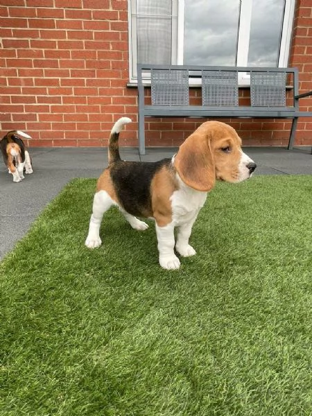 regala cuccioli di beagle maschi e femmine