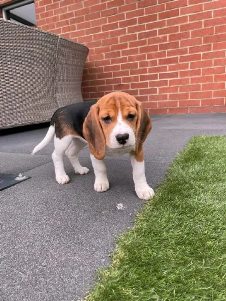 regala cuccioli di beagle maschi e femmine | Foto 2