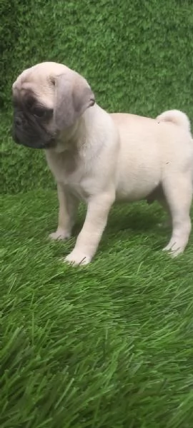 regala cuccioli di Carlino maschi e femmine | Foto 0