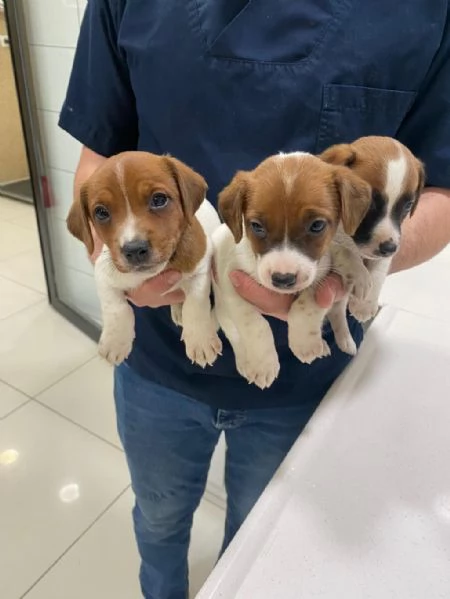 regala cuccioli di Jack Russel maschi e femmine