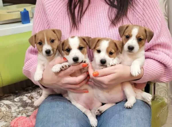 regala cuccioli di Jack Russel maschi e femmine | Foto 0
