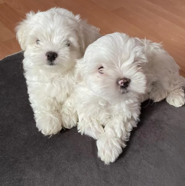 regala cuccioli di maltese maschi e femmine | Foto 2