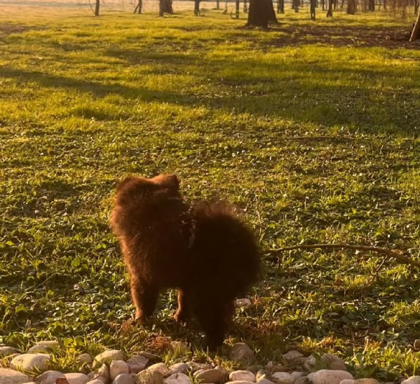 Volpino di Pomerania 4 mesi | Foto 5
