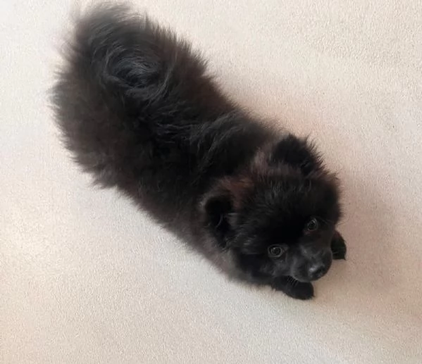 Volpino di Pomerania 4 mesi | Foto 4