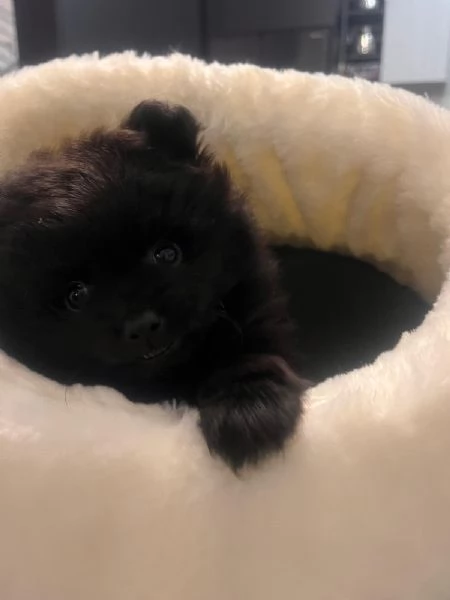 Volpino di Pomerania 4 mesi | Foto 3