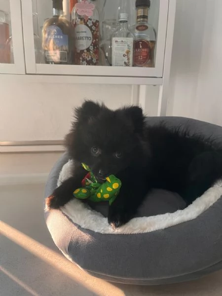 Volpino di Pomerania 4 mesi | Foto 2