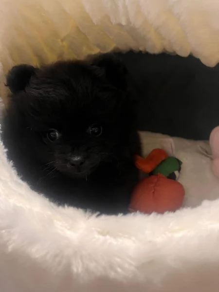 Volpino di Pomerania 4 mesi | Foto 1