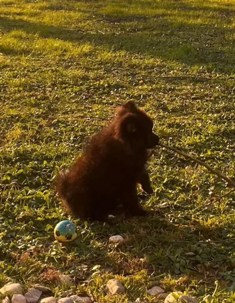 Volpino di Pomerania 4 mesi
