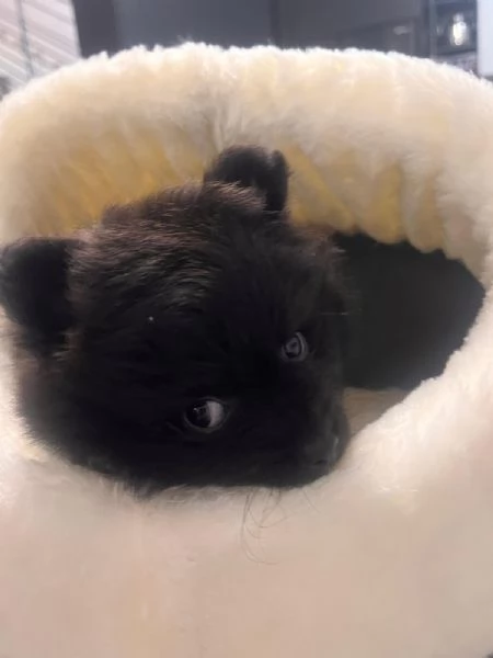 Volpino di Pomerania 4 mesi | Foto 0