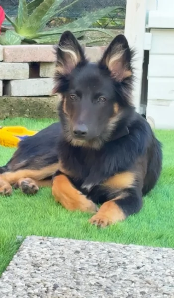 Cucciolo pastore tedesco/belga | Foto 0