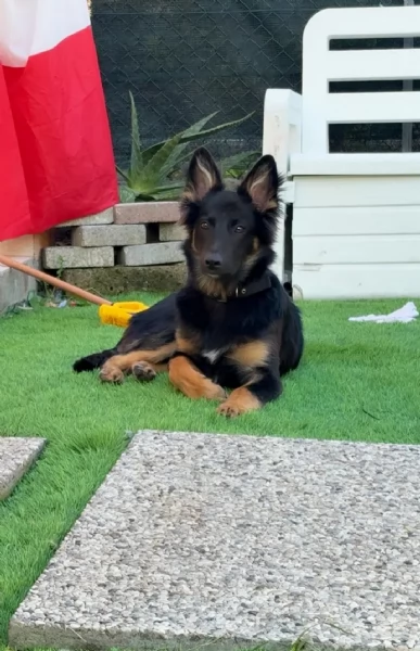 Cucciolo pastore tedesco/belga