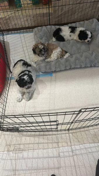 Cuccioli met&agrave; maltese bichon e met&agrave; shithtzu