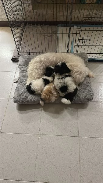 Cuccioli met&agrave; maltese bichon e met&agrave; shithtzu | Foto 3