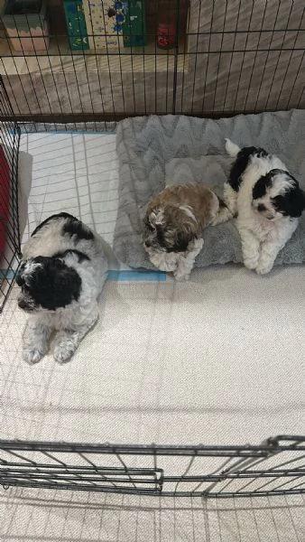 Cuccioli met&agrave; maltese bichon e met&agrave; shithtzu | Foto 2