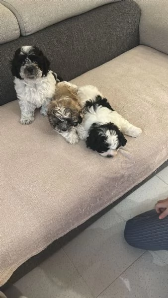 Cuccioli met&agrave; maltese bichon e met&agrave; shithtzu | Foto 0