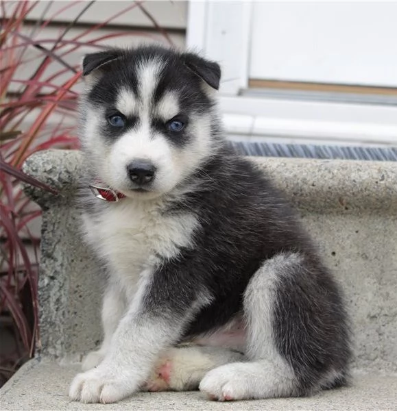 Adorabile cucciolo di husky siberiano disponibile per l'adozione!